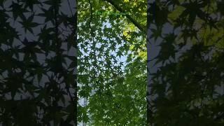 #별단풍#단풍#단풍나무#장미#rose#palmatemaple#AcerpalmatumThunb.#maple#초록나무#tree#정원수#5월단풍