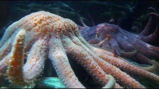 Sea Star Spawns | California Academy of Sciences