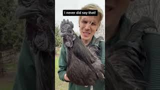 Ayam cemani rooster! aka the all black chicken! #ayamcemani #blackchicken #chickens