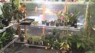 Nepenthes Greenhouse Misting System Upgrade To Fog Like Mist