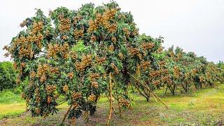 Growing and Harvesting Longan Thousands of Tons in My Village to Sell - Agriculture Technology