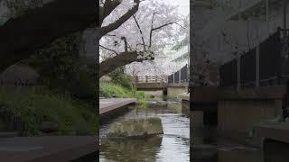 二ヶ領用水宿河原堀　桜