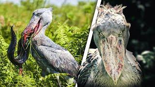 SHOEBILL STORK - Creepiest Bird in the World