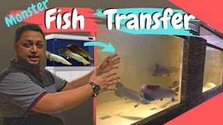 How To Transfer Monster Fish