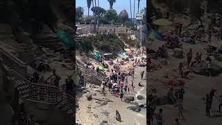 Rowdy Sea Lions Chase San Diego Beachgoers #Shorts