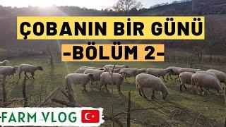 ÇOBANIN BİR GÜNÜ: BÖLÜM 2  I ÇOK SEVGİ VE HUZUR İÇERİR*I Çoban Mesaisi I Koyunda Bir Gün I Farm Vlog