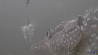 Ice Fishing with Bluegill Cutbait featuring The Bluegill Boys