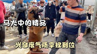 马犬中的精品，长相漂亮，服从性好，兴奋度高的，稳定性好！