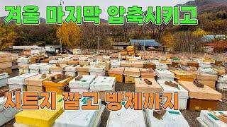 11월 양봉관리/ 월동벌 축소 얼마나 해주어야 하나