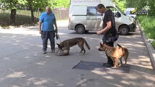 Дрессировка агрессивно возбудимых собак, Зайт 4