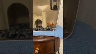 Goldfish, swimming in the water and eating ￼