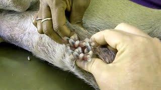 Removing mangoworm in dog | Mangoworms removal in dog #62