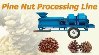 Processing pine nuts from A to Z | threshing, grading, shelling, peeling