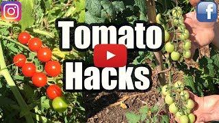 GROW TOMATOES NOT LEAVES, 3 TOMATO HACKS!