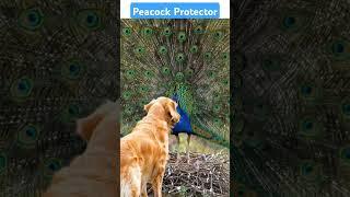 Golden Retriever and Peacock Team Up to Save a Peacock Egg from a Snake | Heartwarming Rescue Story