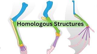 Homologous Structures