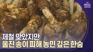 제철 맞았지만..울진송이 피해농민 깊은 한숨 | 대구MBC뉴스