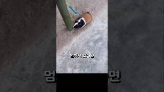 쥐가 대나무 앞에 계속 서 있는 이유... 그 속에 답이 있었습니다!