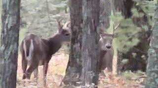 Bucks Fighting Early September