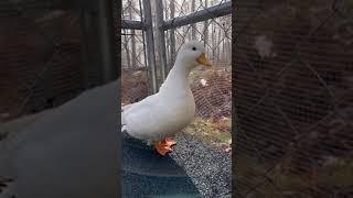 Mr. Whip would like your attention, please #shorts #duck