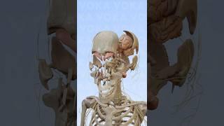 Explore skull and brain anatomy with VOKA's 3D visualization #3danatomy