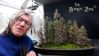 Winter Work on My Northern Bog Forest, Part 2, The Bonsai Zone, Dec 2024