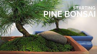 Starting Pine Bonsai from nursery stock