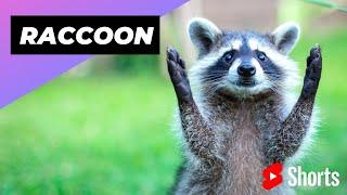 Raccoon  One Alternative Animal To Have As A Pet #shorts