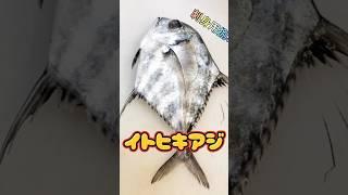 Cutting the skin of striped horse mackerel horizontally for sashimi [all steps]