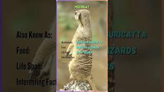 "Meet the Majestic Animals | Animal Name, Facts, and More | YouTube Shorts" #ZB30 #ZoomorphicBytes