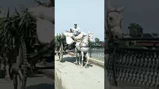 Old Ravi Bridge, Lahore. watch full video in link