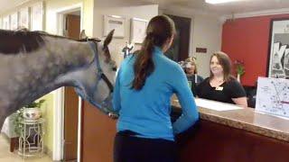 Horse Checks In To Hotel