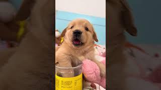 Cute  little Lazy baby 