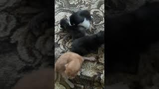 котята/ слепые котята/ 7 дней #shorts #kittens #котята #кот