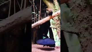 Western Parotia Beautiful Dance#viral#trending#cute#love#india#ytshorts#youtubeshorts#dance#video