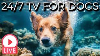  [LIVE] 24/7 Relaxing Videos for Dogs with Soothing Music