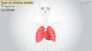 Human Skeletal System and its Functions | Science | Grade-5 | Tutway |