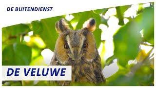 De Veluwe | Natuurgeluiden | ANWB De Buitendienst