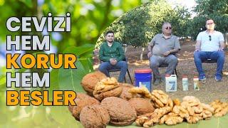 CEVİZ YETİŞTİRİCİLİĞİNDE BAKIM VE BESLEME ÖNERİLERİ | SEKTÖR HABER