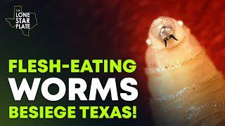 Invasion Alert! Deadly New World Screw Worms Threaten Texas Livestock!