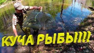 ЛОВЛЯ РАКОВ НА РАКОЛОВКИ! 6 РАКОЛОВОК И ВО ВСЕХ КУЧА РЫБЫ!!!