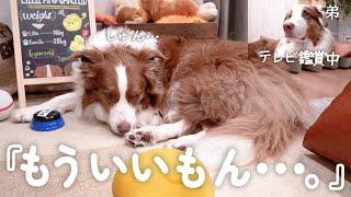 弟犬が全然かまってくれなくて拗ねちゃったお姉ちゃん犬・・・【ボーダーコリー・オーストラリアンシェパード】