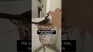 Annoying My Bird in the Morning ️