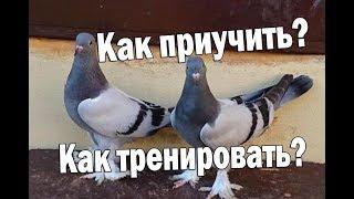 Как приучать (тренировать) молодых правильно чтоб не было потерь!? / 1 ЧАСТЬ