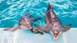 Inside Clearwater Marine Aquarium - Clearwater, Florida