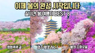 국내 여행 추천 놓치면 후회할 봄의 완성 명소 BEST9