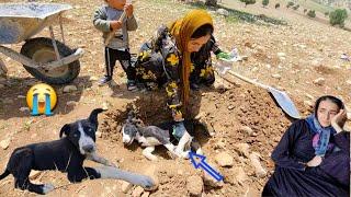 A Mother's Bitter Life: The Death of Her Faithful Dog (Lucy) and Building a House in the Mountains