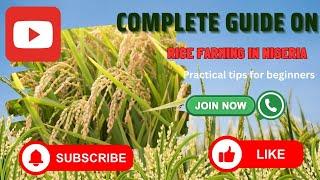 How to Grow Rice Successfully in Nigeria – Step-by-Step Guide for High Yields!