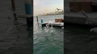 Habibi come To Dubai  #travel #lovelydubai #foryou #dubai #tranding #viralvideo