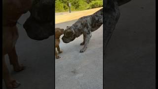 MERLE X FRENCH MASTIFFS#dog #puppies #puppy #trending #shortvideo #viral #youtubeshorts #shorts